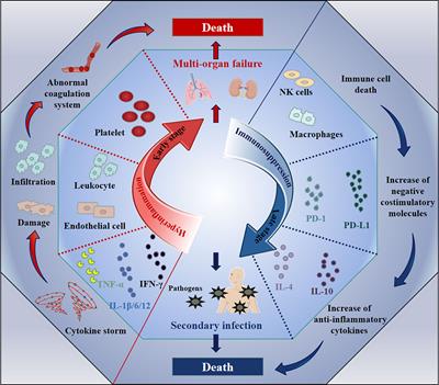 Natural killer cells in sepsis: Friends or foes?